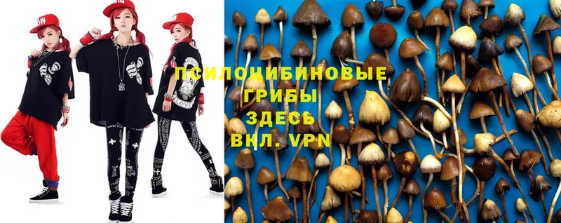 что такое   Камышин  Галлюциногенные грибы Magic Shrooms 