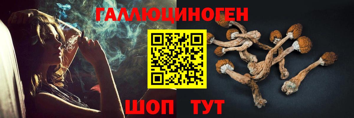Псилоцибиновые грибы MAGIC MUSHROOMS  Вход с VPN  Камышин  Галлюциногенные грибы Psilocybine cubensis 